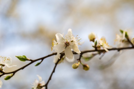 White cherry blossoms. Natural background with spring tree in flowersの写真素材