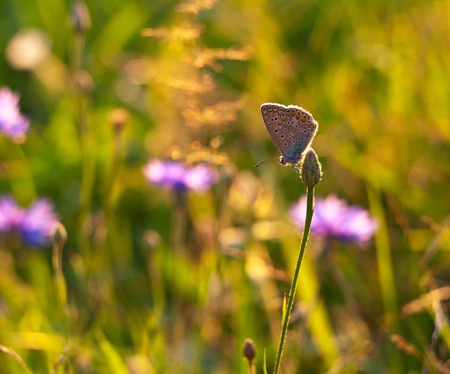 Beautiful butterfly sitting on plant. Insect macroの写真素材