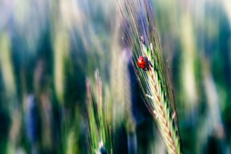 Springtime ladybug sitting on plant. Insect close up.の写真素材
