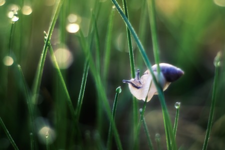 Beautiful snail macro. Close up of gastrophod sitting on plant.