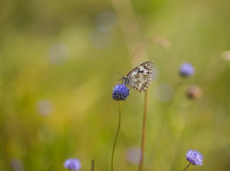 Beautiful butterfly sitting on plant. Insect macroの写真素材