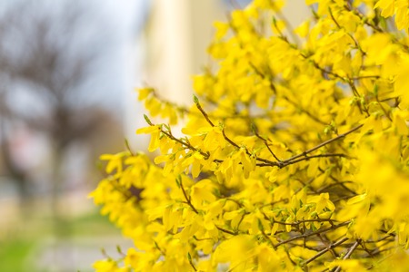 Beautiful yellow forsythia flowers. Natural background of springtime flowers.の写真素材