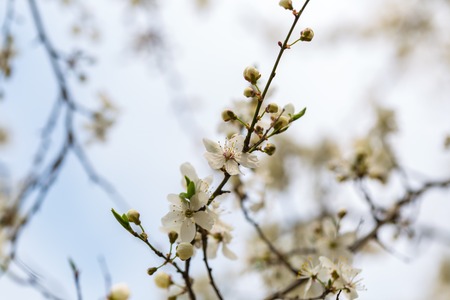 White cherry blossoms. Natural background with spring tree in flowersの写真素材