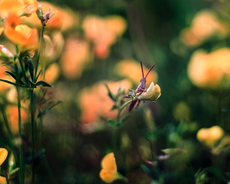 Grasshopper sitting on plant. Close up of insect photographed in nice lightの写真素材
