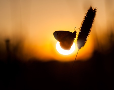 Beautiful butterfly sitting on plant. Insect macro