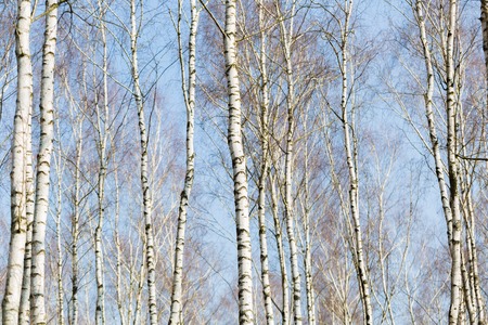 Close up of trunks of birch trees in birch forest. Natural background.の写真素材