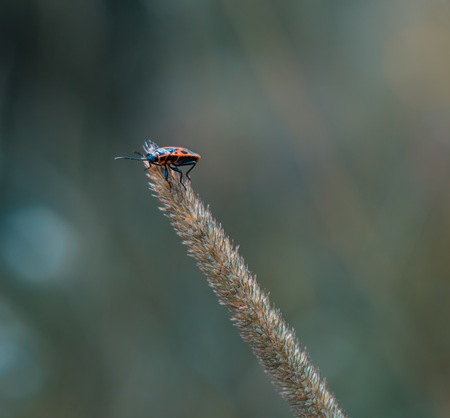 Little bug sitting on plant close up. Insect macro