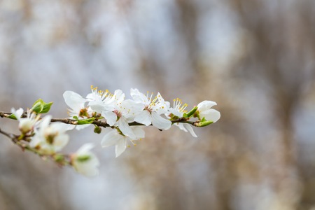 White cherry blossoms. Natural background with spring tree in flowersの写真素材