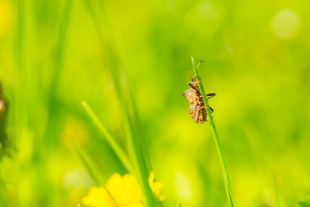 Bug sitting on grass blade. Natural background with insect