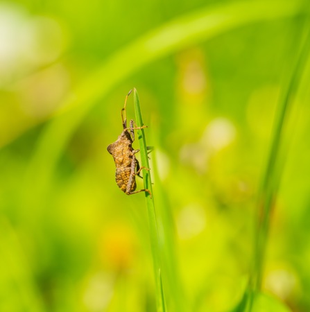 Bug sitting on grass blade. Natural background with insect