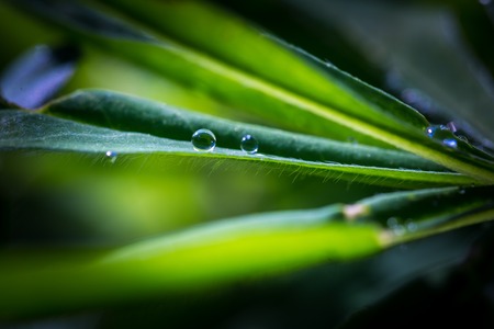 Close up of water droplets on plant. Natural green backgroundの写真素材