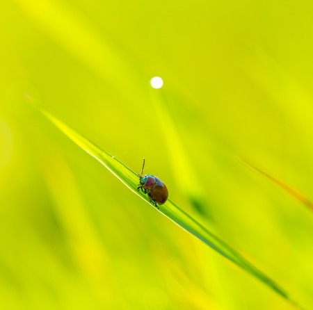 Beetle sitting on plant in morning light. Beetle macro.の写真素材