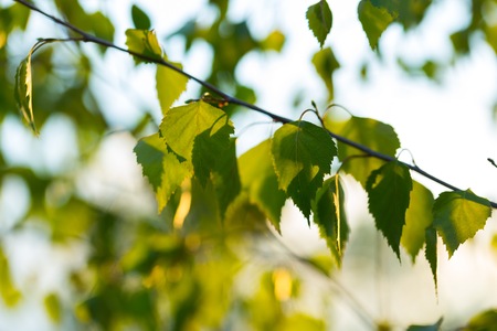 Beautiful green young birch leaves background. Fresh birch leaves photographed in may in Polandの写真素材