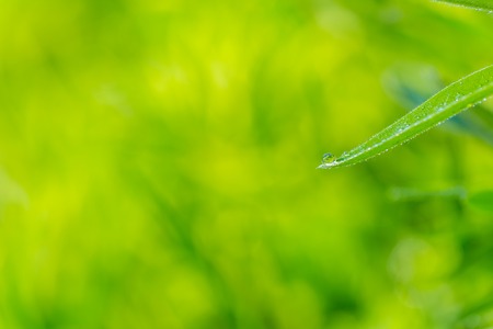 Water droplets on plant. Natural ecological background.