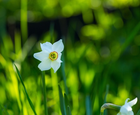 White narcissus flower blooming at springtime. Natural background with white flowerの写真素材