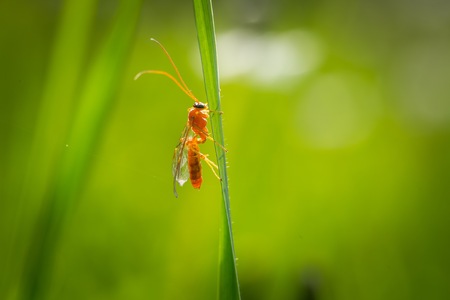 Small bug sitting on plant. Natural background with insect