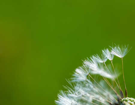 Dandelion seeds in close up. Natural plant background.