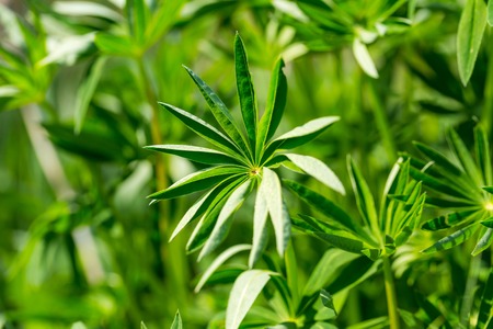 Big green leaves of lupinus, natural macro background.