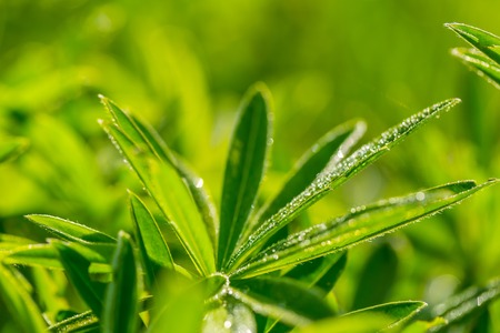 Lupinus leaves growing in nature. Beautiful summer backgroundの写真素材