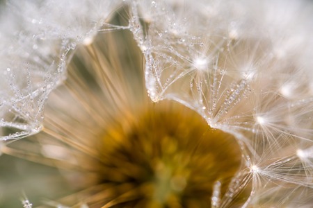 Dandelion seeds in close up. Natural seeds of dandelion in big close up.の写真素材