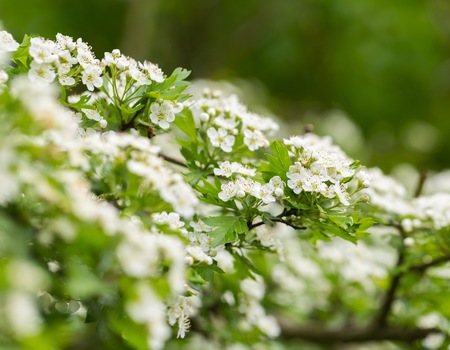 Wild blooming hawthorn photographed in european forest