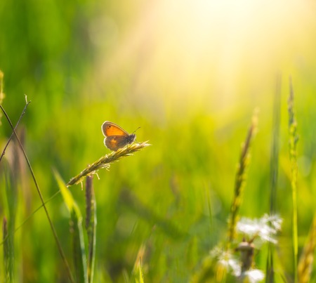 Beautiful butterfly sitting on grass. Natural background with butterflyの写真素材