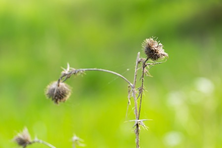 Withered thistle flower on green background in afternoon light.の写真素材