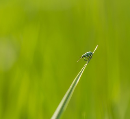 Little beetle sitting on plant. Nature photo with insectの写真素材