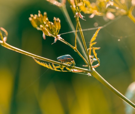 Beetle sitting on plant. Macro of insect in golden light. Natural background with plant and insect