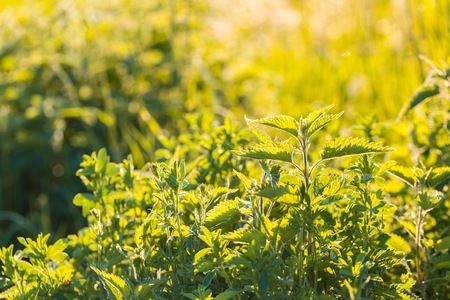 Beautiful photo with nettle grwoing on meadow. Natural plant in golden lightの写真素材