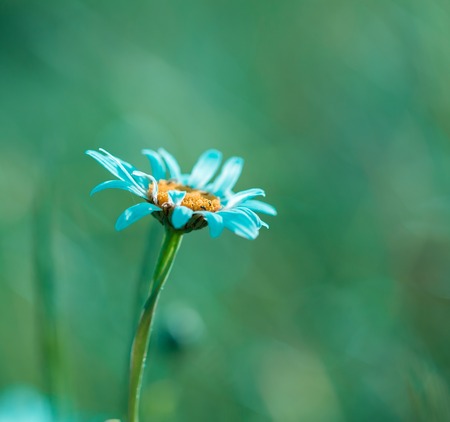 White wild camomile flower growing on meadow. Natural background with wild flowersの写真素材