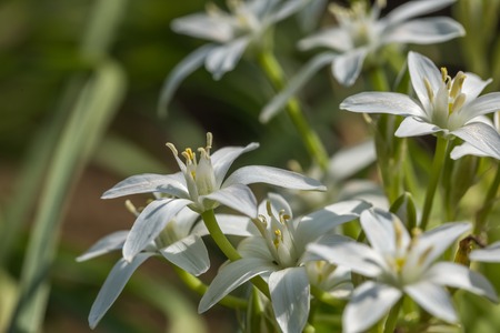 White garden flowers blooming. Natural background with white flowersの写真素材