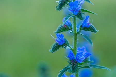 Natural blue flowers growing on field. Close up of blue wild flowersの写真素材