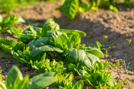 Spinach growing in garden. Fresh natural leaves of spinach growing in summer gardenの写真素材