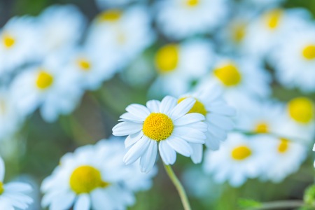 Wild Chamomile flowers growing on meadow.Natural flowers backgroundの写真素材