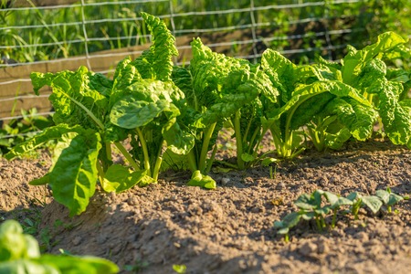 Beetroots growing in garden. Natural plant growing in garden at summerの写真素材