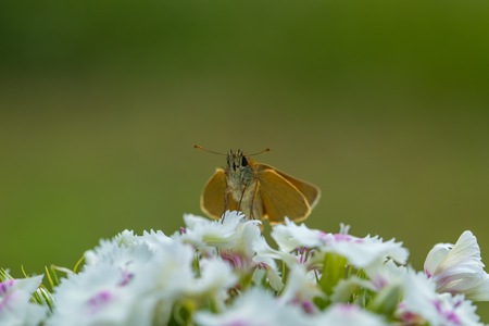 Beautiful butterfly sitting on flower. Insect macro photographed at summerの写真素材
