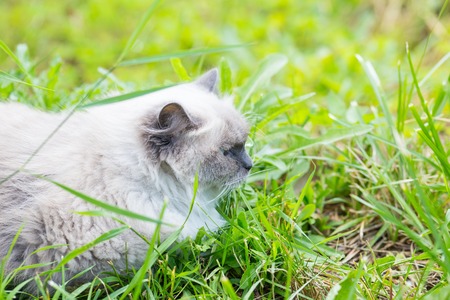 Beautiful grey neva masquerade cat photographed in outdoor. Cat portraitの写真素材