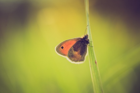 Vintage photo of butterfly sitting on plant. Beautiful insect macro. Natural backgroundの写真素材