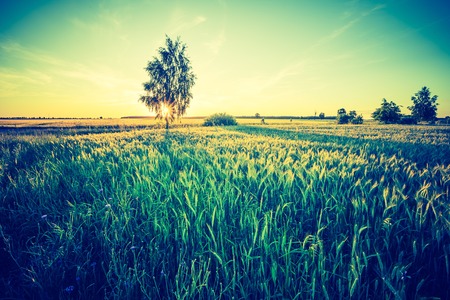 Vintage photo of beautiful sunset over summer field. Natural landscape with vintage mood.の写真素材