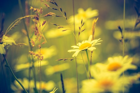 Vintage photo of chamomile flowers growing on wild meadow. Natural backgroundの写真素材