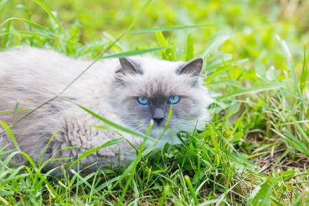 Beautiful grey neva masquerade cat photographed in outdoor. Cat portraitの写真素材