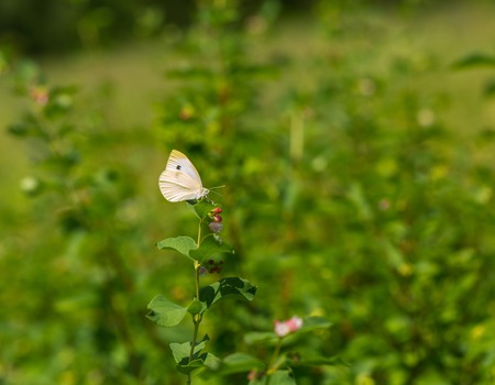 Beautiful butterfly sitting on flower. Insect macro photographed at summerの写真素材