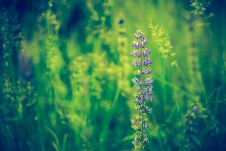 Vintage photo of lupine flowers blooming on wild meadow. Natural backgroundの写真素材