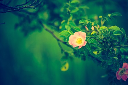 Vintage photo of blooming wild rose in forest. Natural backgroundの写真素材