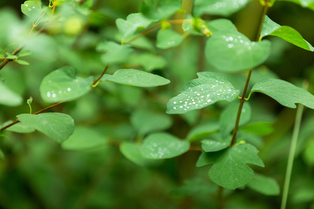 Water droplets on plants leaves. Natural green background.