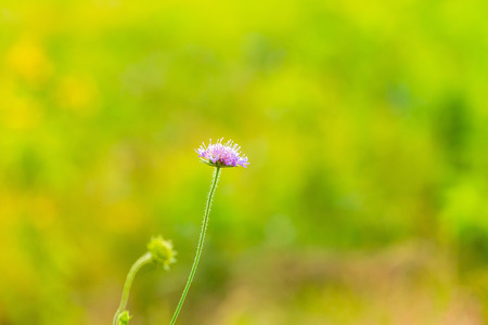 Beautiful wildflowers blooming in polish countryside. Wild european plants.の写真素材