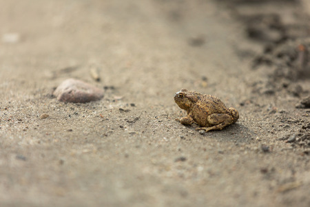 Wild brown toad walking on sand. Small amphibian animal portrait.の写真素材