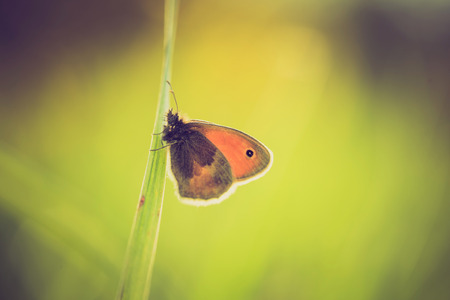 Vintage photo of butterfly sitting on plant. Beautiful insect macro. Natural background