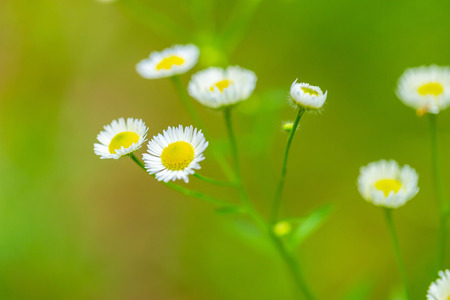 Beautiful wildflowers blooming in polish countryside. Wild european plants.